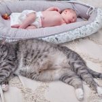 How-to-Keep-Cat-out-of-Bassinet-The-Most-Effective-Methods