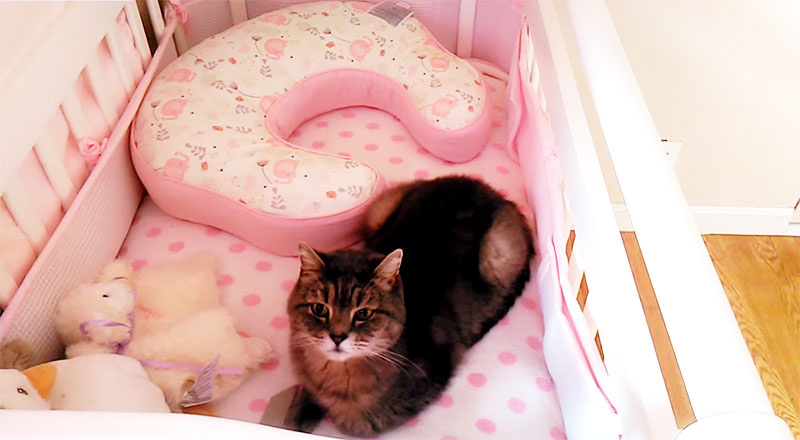 How-to-Keep-Cat-out-of-Bassinet